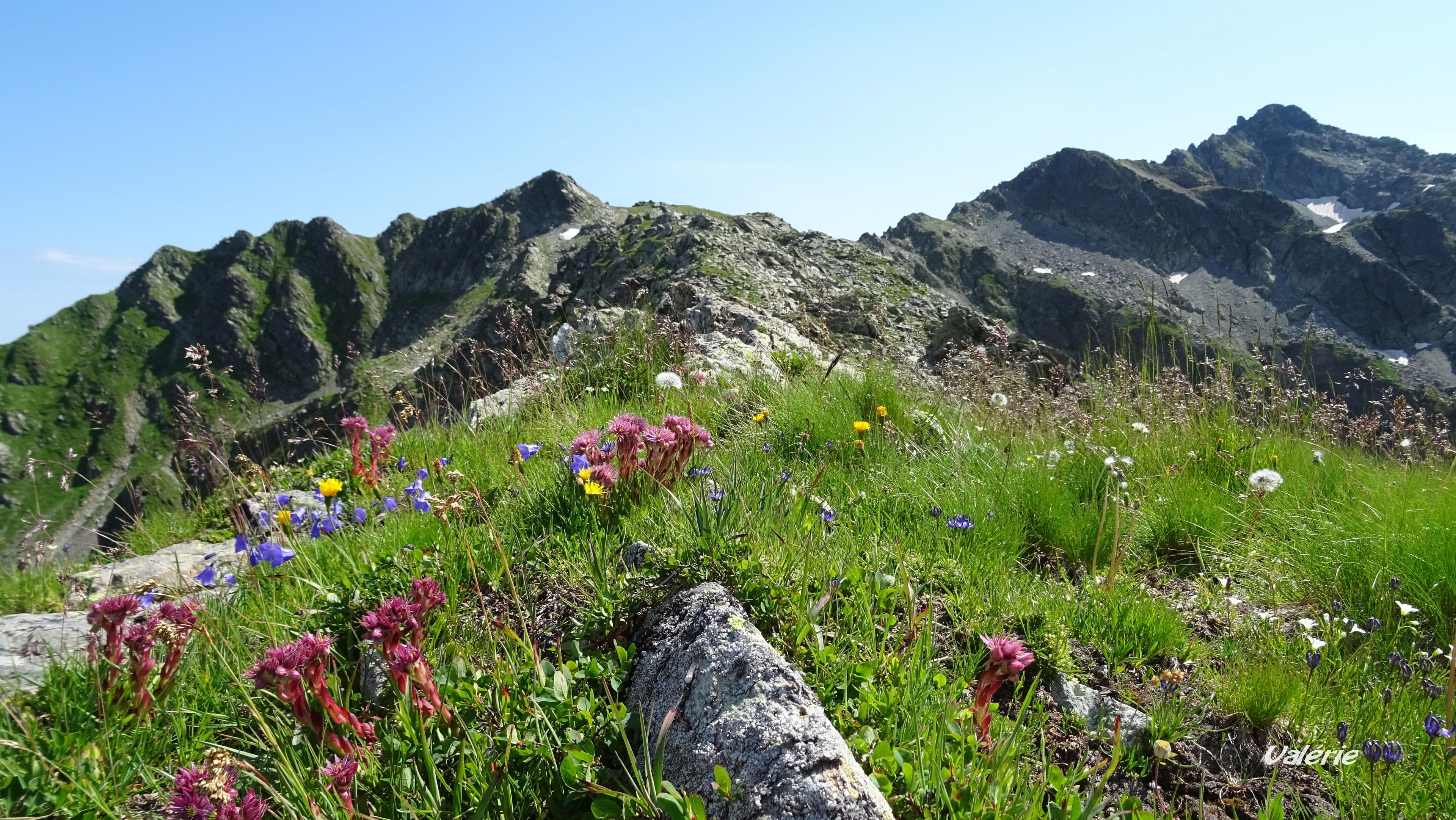 Joubarbes et Cime de la Jasse