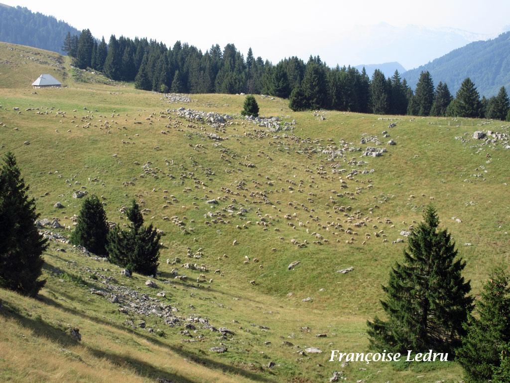 Troupeau de moutons